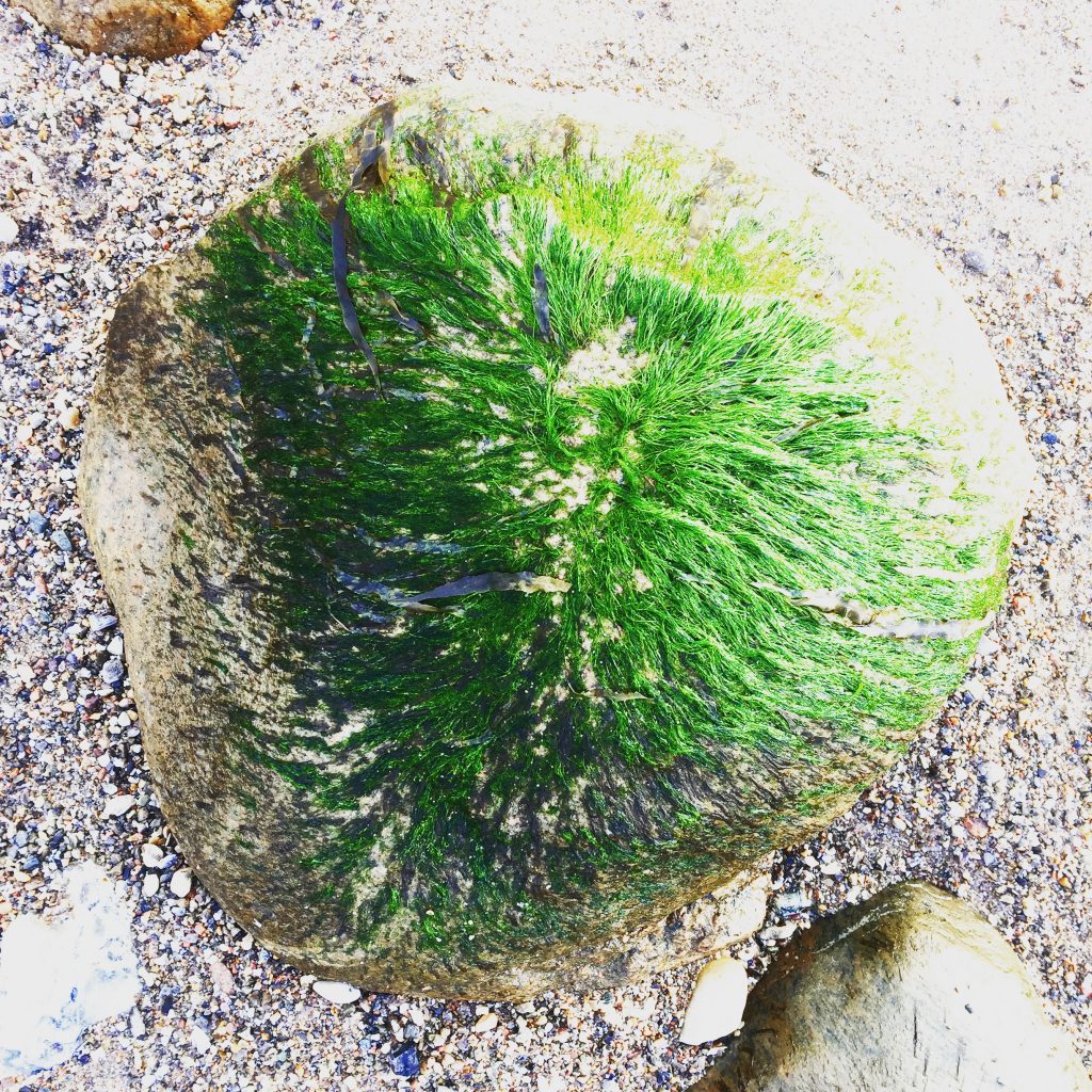 Rock with seaweed hair