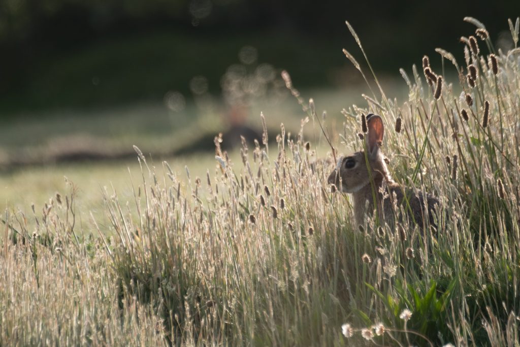 Wil Rabbit in grass field