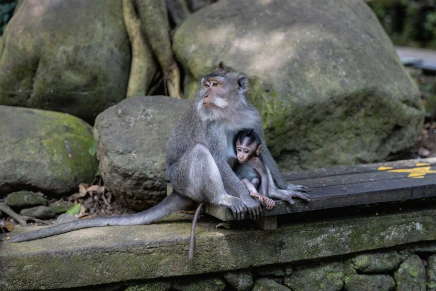 Bali - Visita alla Monkey Forest di Ubud