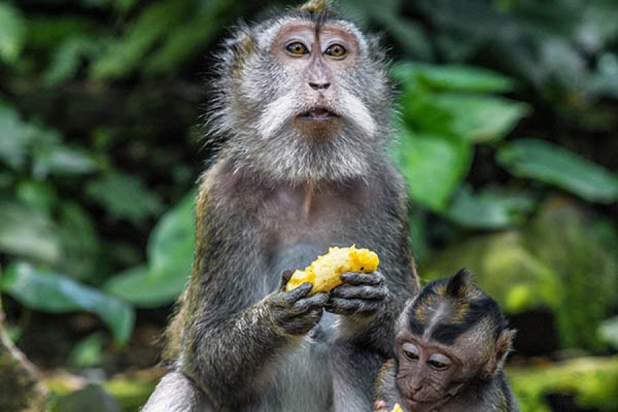 Bali – Visita alla Monkey Forest di Ubud