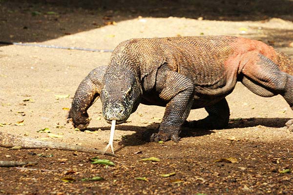 Giorno 7 - Spiaggia rosa, Komodo, isola Kalong