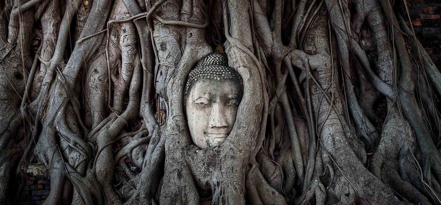 Thailandia buddha nell'albero