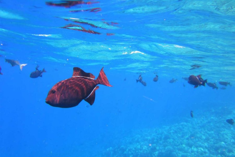 Bali - Snorkeling e visita di Nusa Lembongan