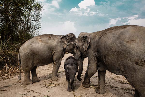 GIORNO 8 - Visita all’Elephant Jungle Sanctuary