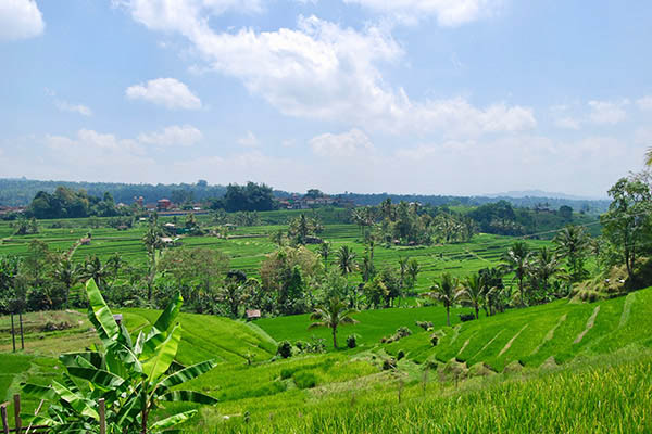 Giorno 4 - Bedugul e Jatiluwih