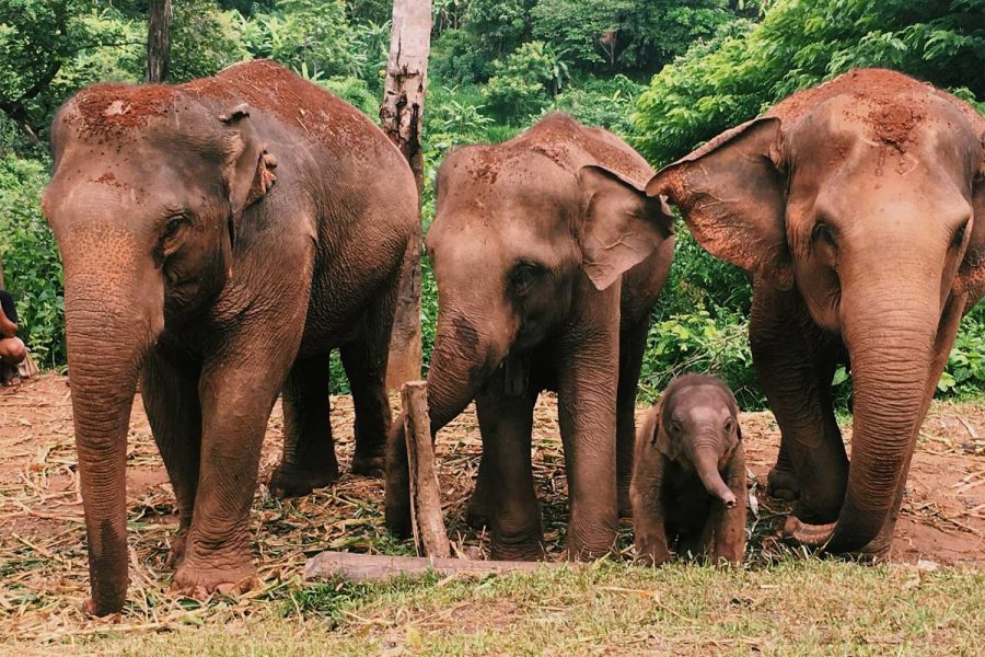 Chiang Mai - Visita all’Elephant Jungle Sanctuary