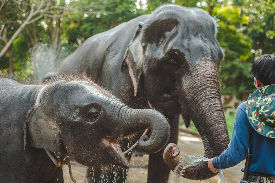 Koh Samui - Visita al santuario degli elefanti di Koh Samui