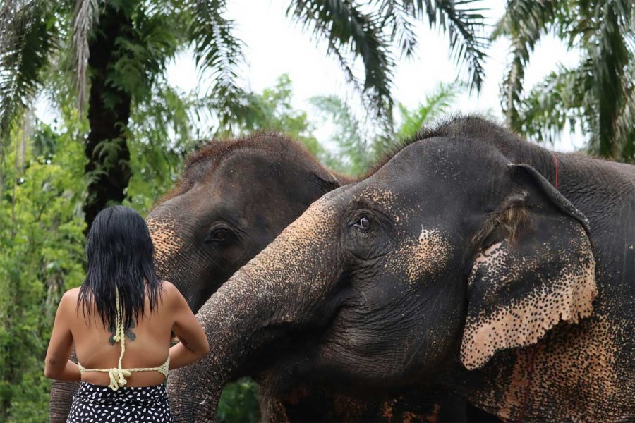 Krabi - Visita al santuario degli elefanti