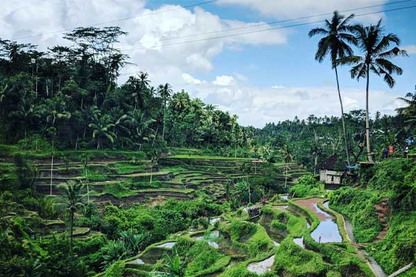 Giorno 2 - Visita alle risaie di Tegalalang e al Gunung Kawi