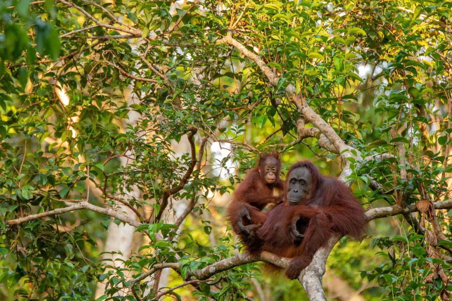 Orangutan del Borneo indonesiano