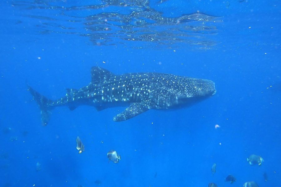 Nuotare con squalo balena Indonesia