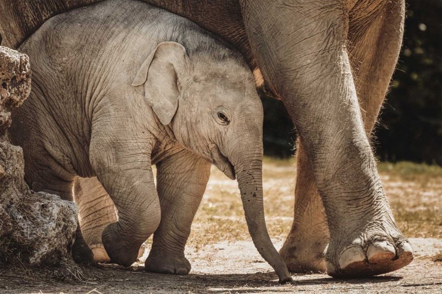 Phuket - Visita all'Elephant Jungle Sanctuary