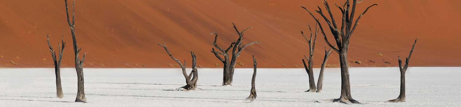 GLi alberi fossili a Deadvlei