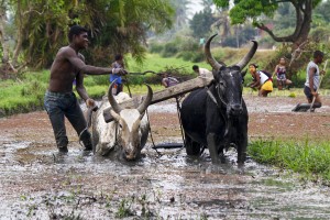 Malagasy farmers plowing agricultural field in traditional way w