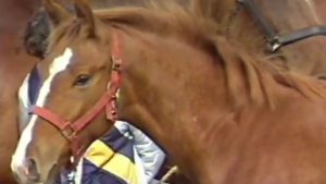 Late TV: Paardenkeuring Peij 1986