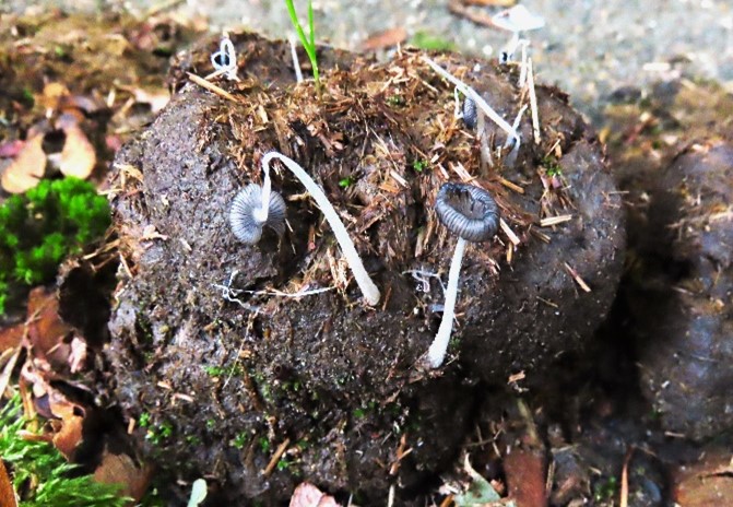 PADDENSTOELEN ZOEKEN IN HET KRANENBROEK