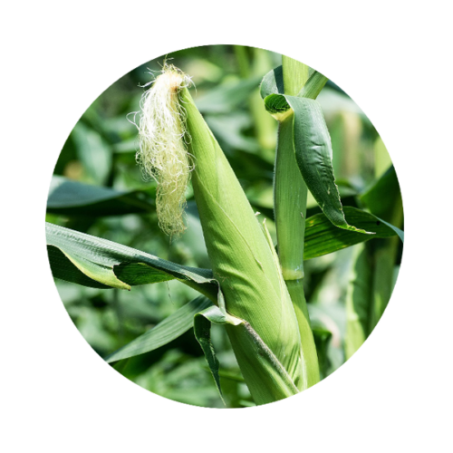 corn