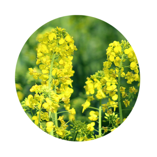 rapeseed