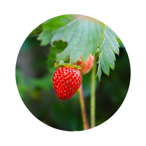 strawberry