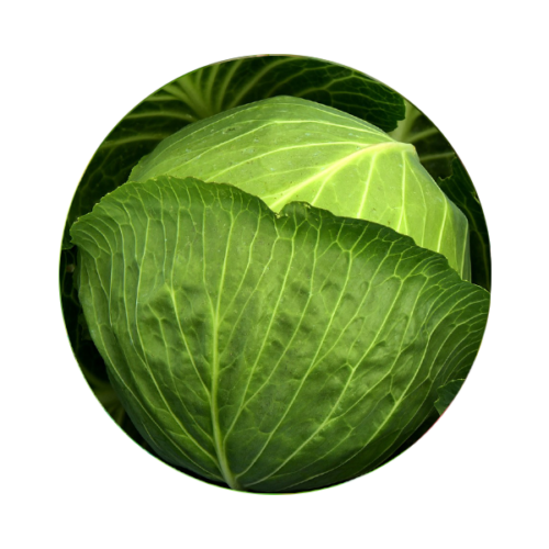 Cabbage