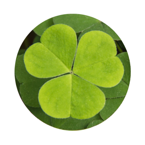 Clover
