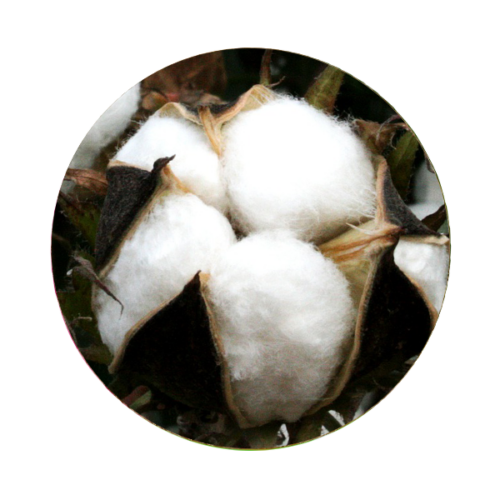 Cotton