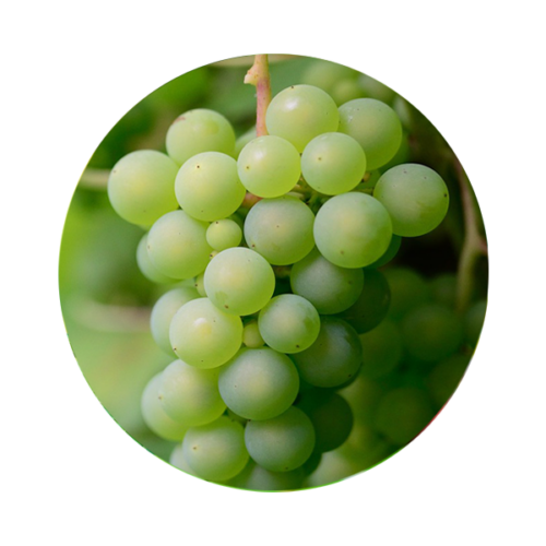 Grapes