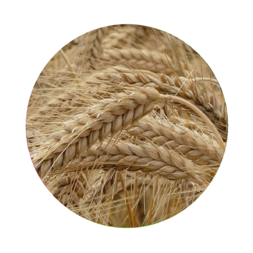Wheat