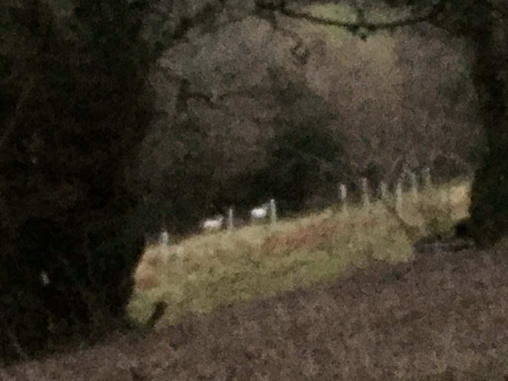 Blurry photo of two white deer on Lustleigh Cleave. Copyright Kate Hewett 2021