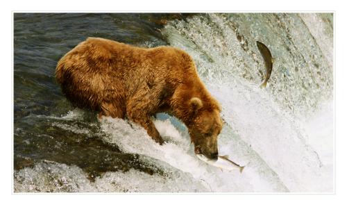 grizzly-catching-salmon 4849378853 o