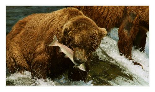 grizzly-eating-salmon 4829944529 o
