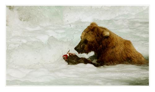 grizzly-eating-salmon 4834962959 o