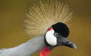 african crowned crane 05