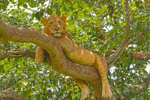 oeganda-queen-elizabeth-national-park-leeuw
