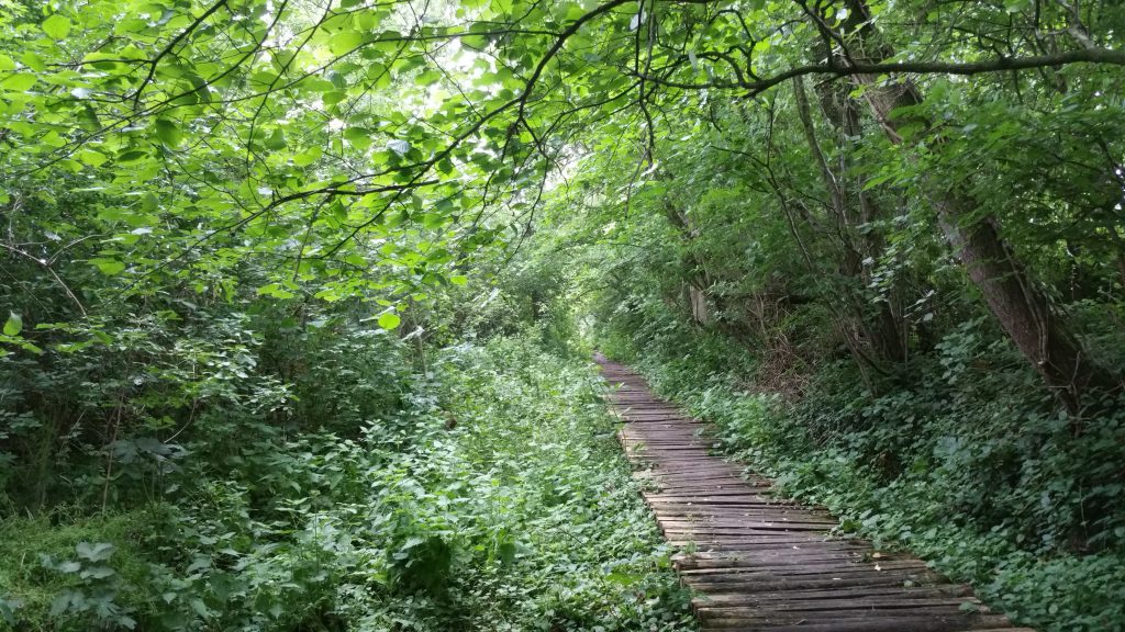 Over knuppelpaden door natuurgebied De Oude Spoorwegberm