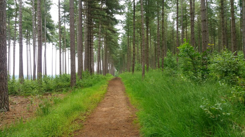 Door de uitgestrekte bossen van Averbode Bos en Heide.