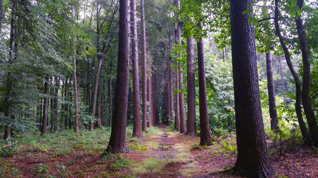 Door de uitgestrekte bossen van Bulskampveld