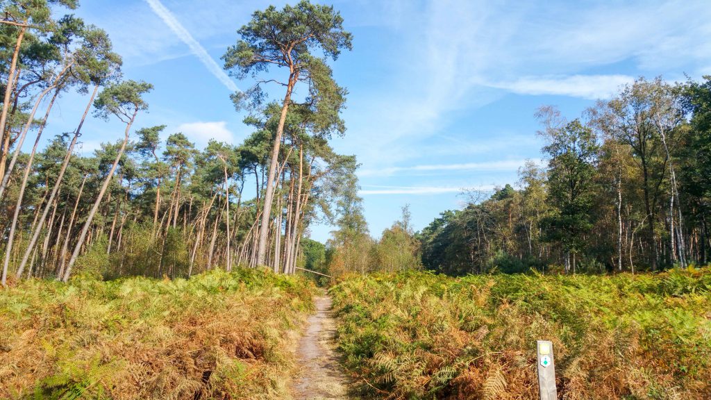 Door het Heidebos.