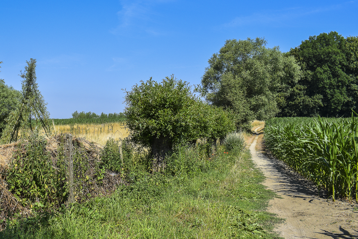 Wandeling Doorheen Het Kravaalbos Km Effen Weg Vzw