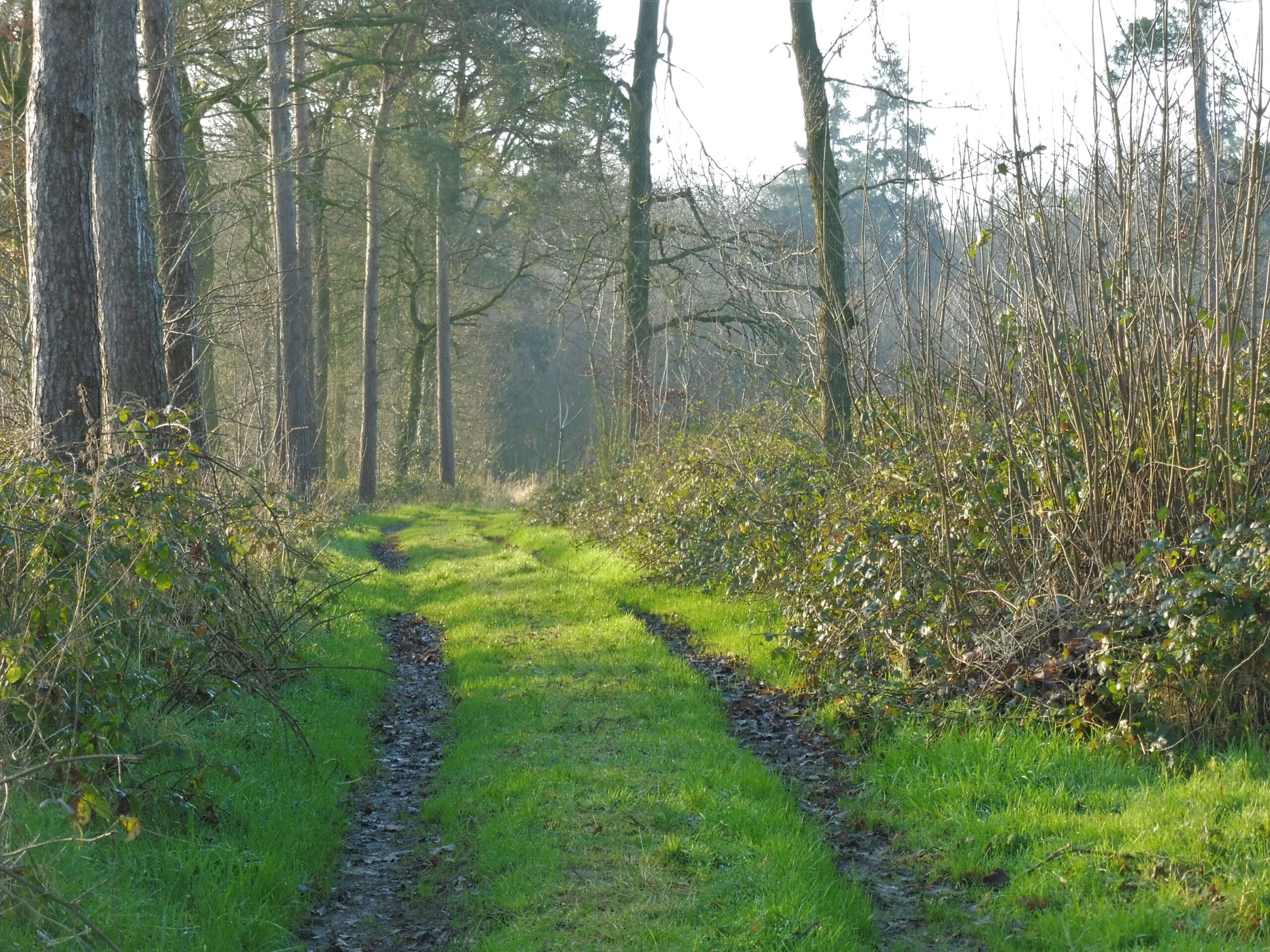 Abele, Helleketelbos