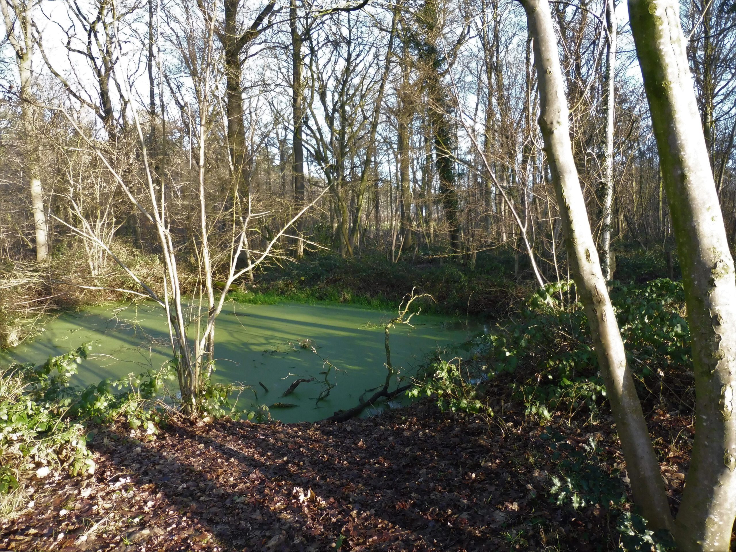 Abele, Helleketelbos