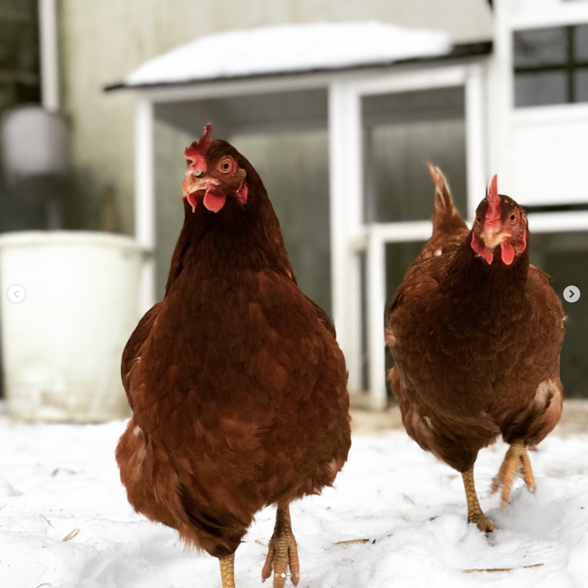 Eggchange