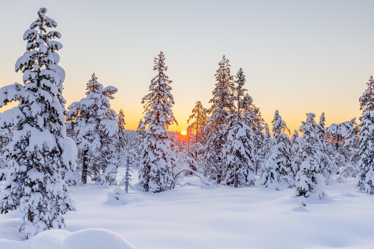 winter, conifers, sunset-5892335.jpg