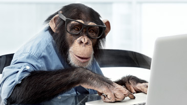 Lekfull bild på chimpans med laptop som hjälper Egna Nyckelbands kunder.