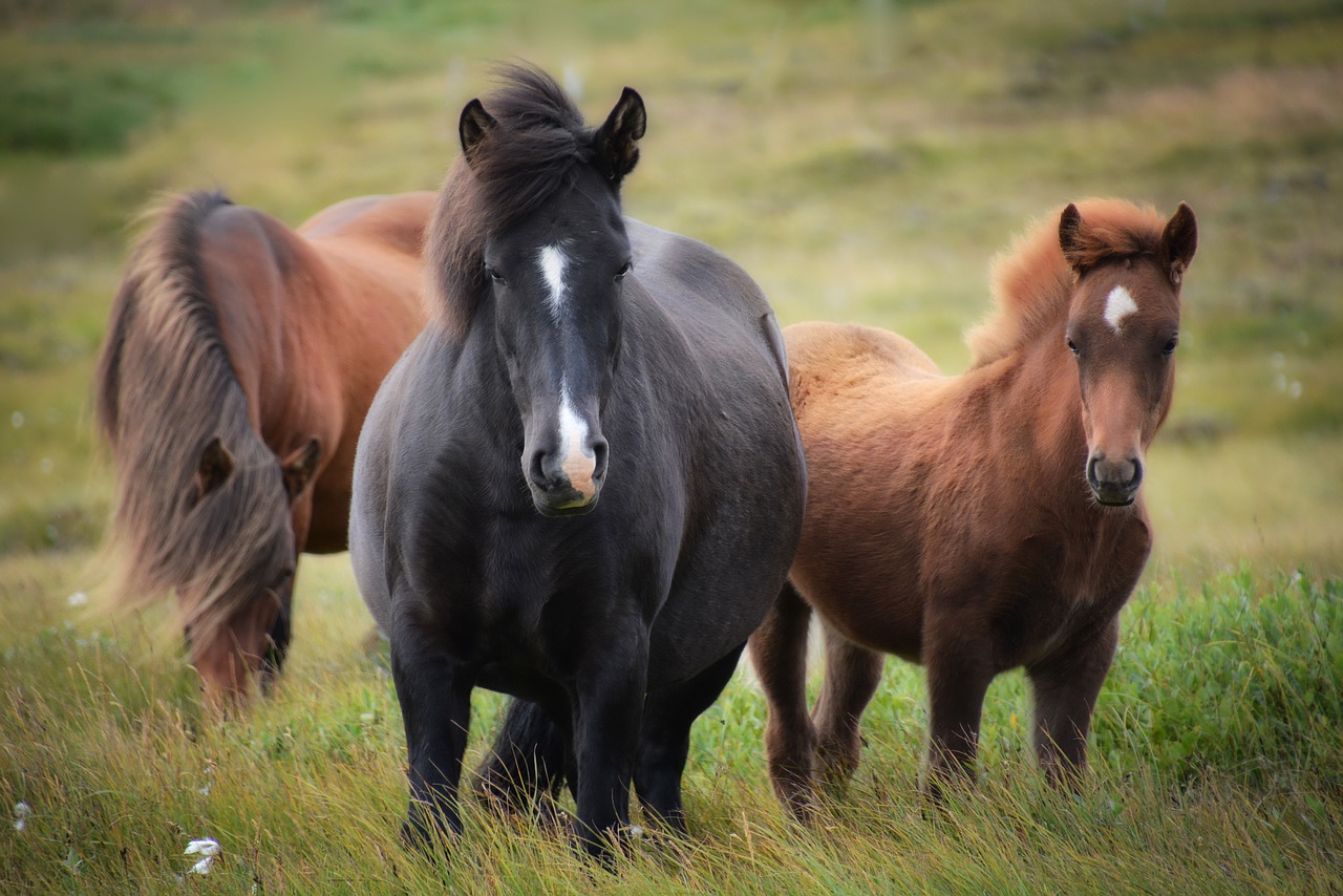 iceland, icelandic horse, horses-1747368.jpg