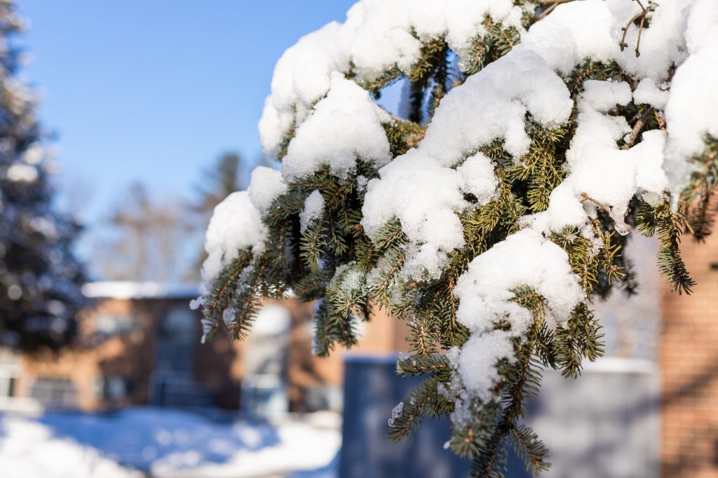 Snow on trees near houses on cold winter sunny day