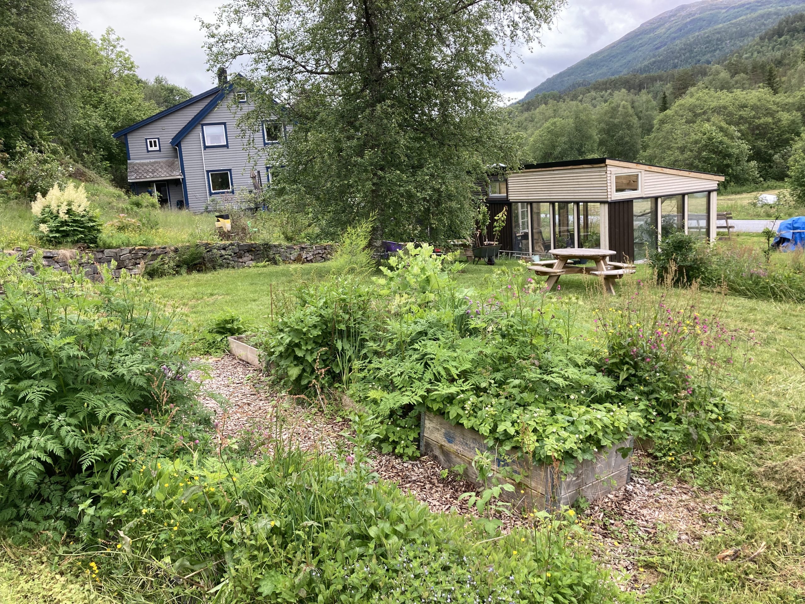 Ein skoghage under utvikling. Staudegrønnsaker, planter som samarbeider og trygg mat. Med naturen som mentor