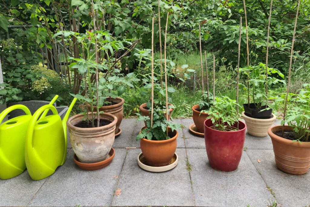 Tomaten Terrasse