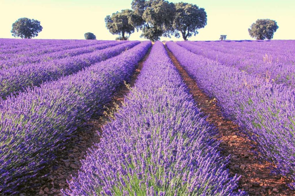 Lavendel Duft