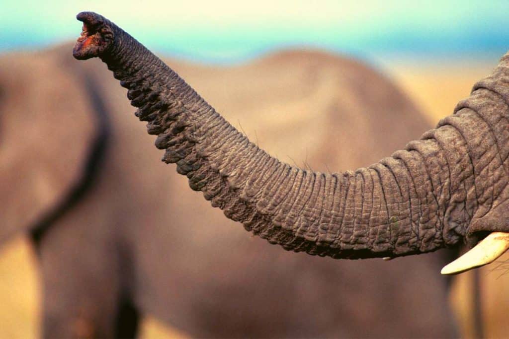 Afrikanische Elefanten haben den besten Riecher für natürliche Düfte.